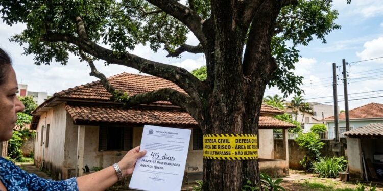 Proprietários que não podarem árvores em 45 dias terão de pagar multa alta prevista em lei