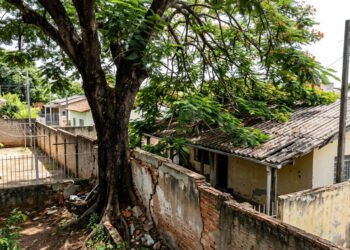 Já está em vigor, donos de imóveis com árvores ou cercas vivas a menos de dois metros do vizinho deverão realizar a poda, sob risco de multa