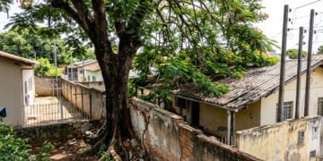 Já está em vigor, donos de imóveis com árvores ou cercas vivas a menos de dois metros do vizinho deverão realizar a poda, sob risco de multa