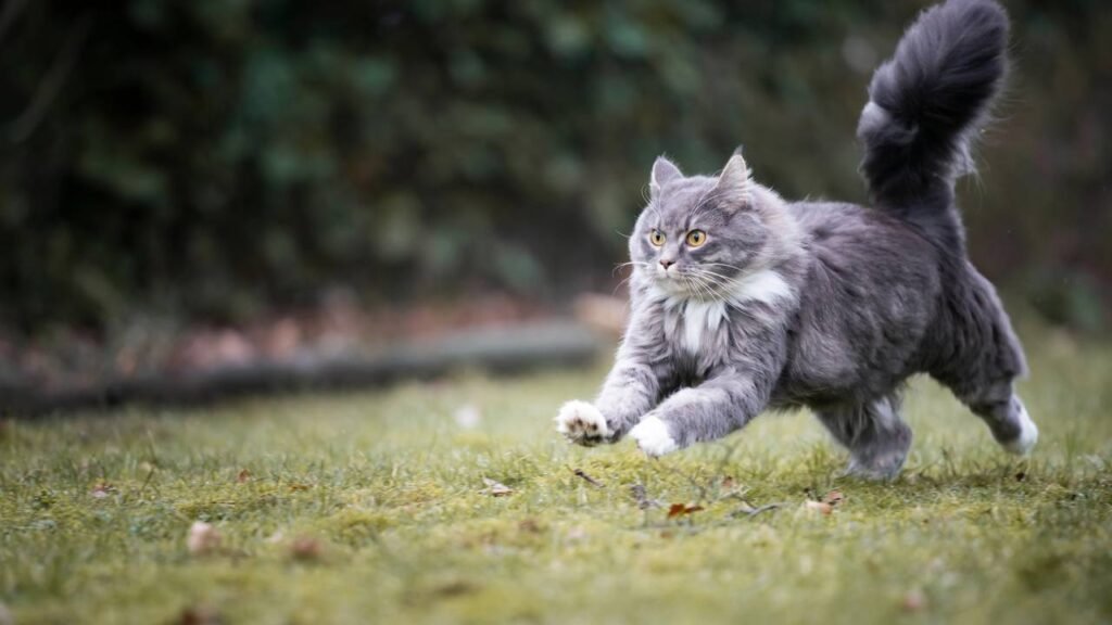 gato correndo