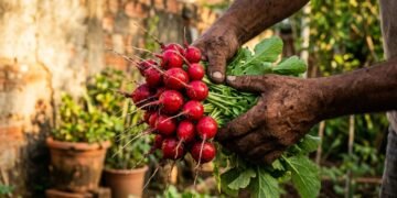 Esqueça os tomates e descubra o que plantar no outono para colher ainda este ano