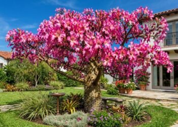 Conheça a árvore que é um verdadeiro incenso natural