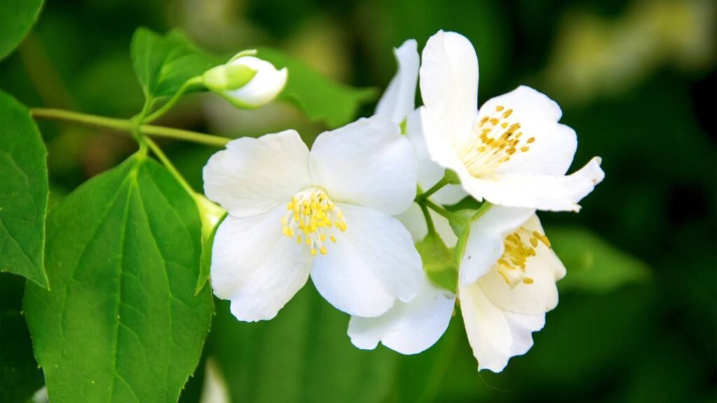 flores aromáticas em vasos