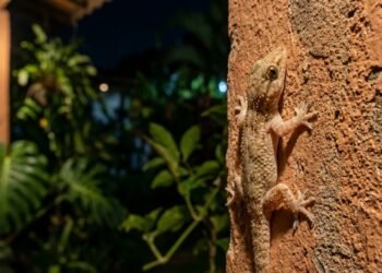 O motivo real para você não espantar os lagartos que aparecem no seu jardim em abril