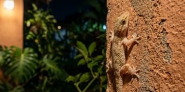 O motivo real para você não espantar os lagartos que aparecem no seu jardim em abril