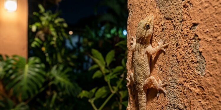 O motivo real para você não espantar os lagartos que aparecem no seu jardim em abril