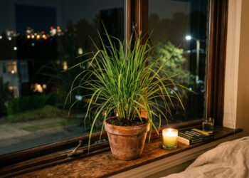 Nem inseticida nem citronela: a planta de R$ 5 que afasta mosquitos do quarto a noite toda