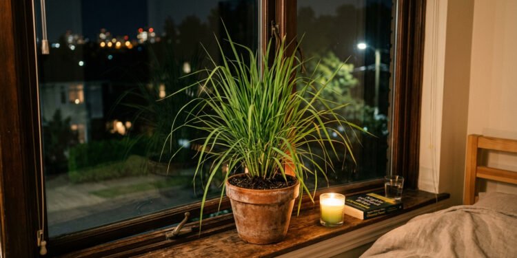 Nem inseticida nem citronela: a planta de R$ 5 que afasta mosquitos do quarto a noite toda