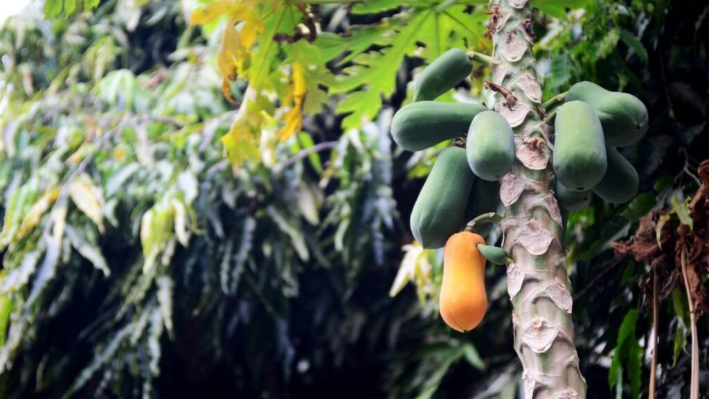 Como plantar Mamão a partir da semente