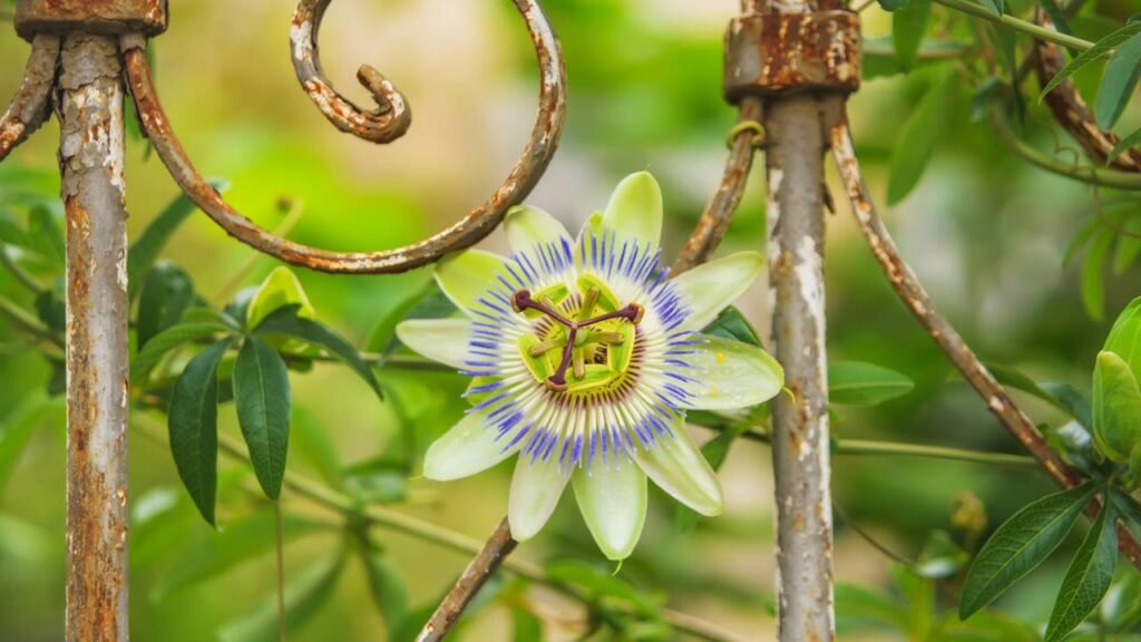 plantar maracujá em casa