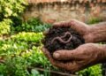 Não toque nelas! O motivo urgente para você comemorar a presença de minhocas no seu jardim
