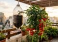 Aprenda a cultivar tomates em vasos suspensos de pet ideais para varandas pequenas