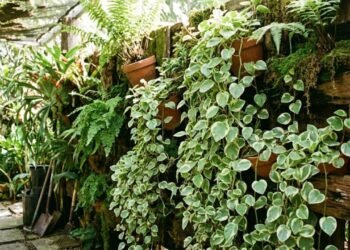 A planta trepadeira de interior que permanece verde o ano todo e é fácil de cuidar