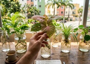 As plantas que não precisam de vaso com terra para brilhar o ano todo