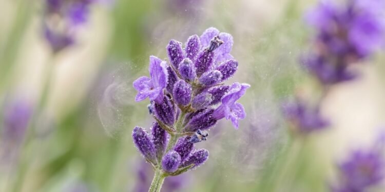 Esqueça o alecrim: a espécie pouco conhecida que é imbatível contra o estresse