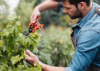 7 plantas para podar em abril antes que seja tarde demais