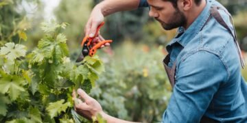 7 plantas para podar em abril antes que seja tarde demais