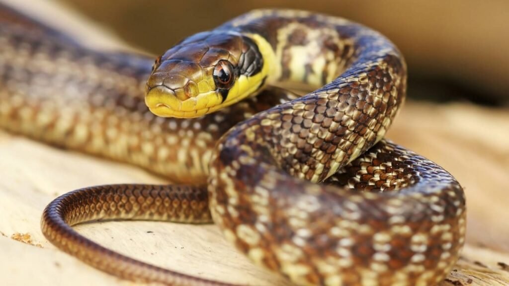 ilha do mundo com mais cobras