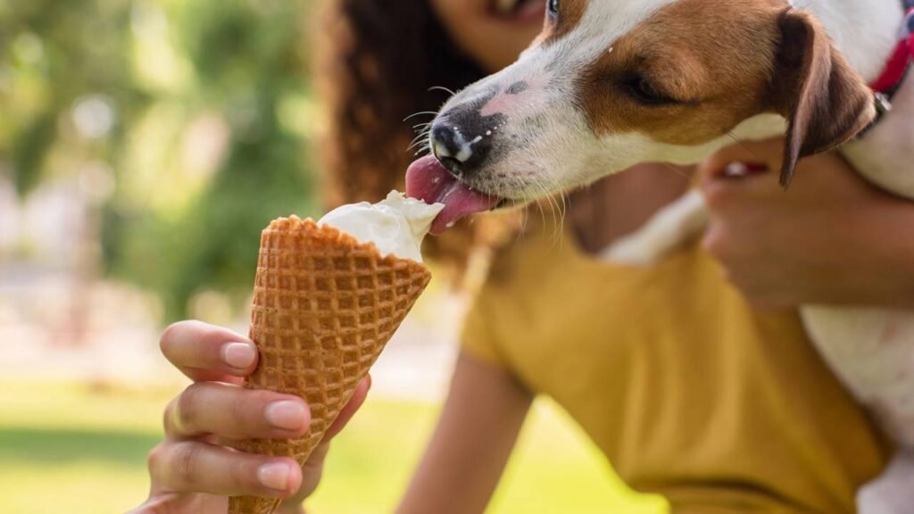 sorvete cachorro