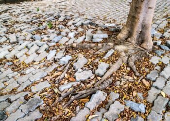 As 5 melhores árvores para proporcionar sombra em sua casa sem danificar a calçada