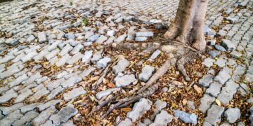 As 5 melhores árvores para proporcionar sombra em sua casa sem danificar a calçada