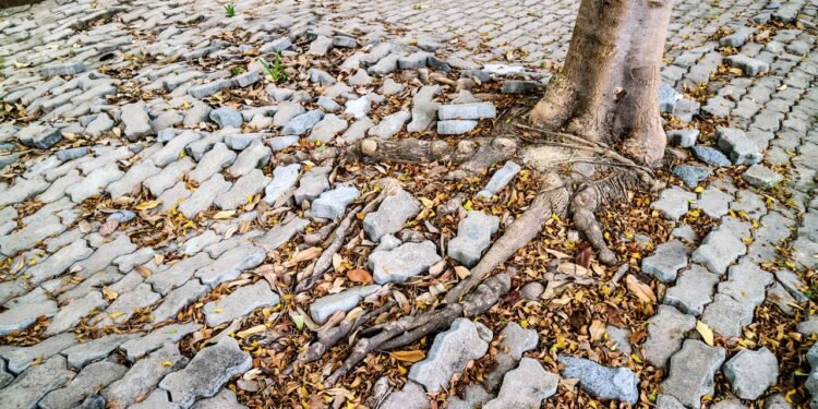 Escolher as melhores árvores para dar sombra transforma o quintal em um refúgio fresco e agradável - Créditos: depositphotos.com / Chayananelixir@gmail.com