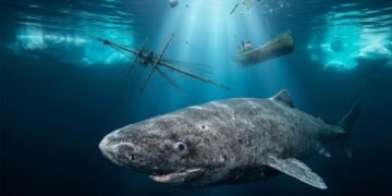 tubarão da groelândia