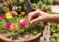 A planta que ama sol direto e como cuidar para ter flores abertas o tempo todo no seu jardim