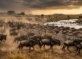 A Grande Migração revela milhões de animais cruzando rios e predadores na savana africana