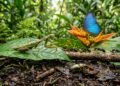 Insetos revelam o universo invisível que mantém solos, florestas e ecossistemas vivos