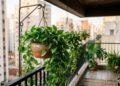 As melhores plantas pendentes para varanda ensolarada e como montar um jardim vertical cheio de vida