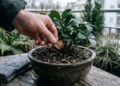 As cinco plantas que você pode cuidar sem medo no inverno e ainda decoram sua casa