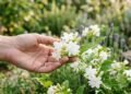 Plantas com cheiro delicioso que transformam o jardim em um refúgio perfumado o ano todo