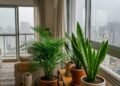 As espécies de plantas que ajudam a reduzir poluentes e melhorar o clima dentro de casa