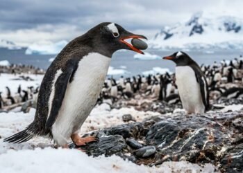 O curioso pedido de casamento com pedrinhas que revela o cuidado na natureza dos pinguins