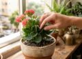 A planta que quase não exige cuidados e transforma qualquer ambiente com flores duradouras