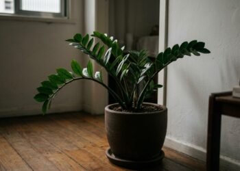 As plantas perfeitas para ambientes escuros dentro de casa que exigem pouca luz e pouca manutenção