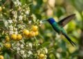 A fruta amarela antiga que atrai beija-flores e voltou a produzir em abundância nas casas