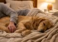 O que significa quando o cachorro escolhe dormir na cama do dono
