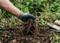 Plantas invasoras proibidas que você precisa remover do jardim imediatamente