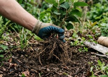 Plantas invasoras proibidas que você precisa remover do jardim imediatamente