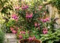 A pequena árvore que atrai beija-flores, produz flores e é fácil de cuidar em quintais pequenos