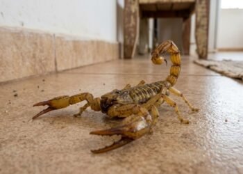 As 10 plantas que espantam escorpiões e deixam sua casa segura