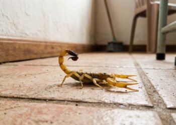 As 7 plantas que afastam escorpiões e ainda decoram a sua casa com muita elegância