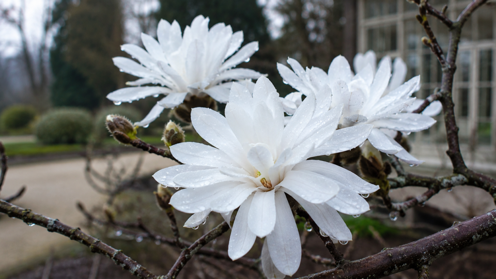 A árvore que floresce no inverno e transforma qualquer jardim