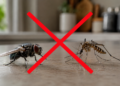 As melhores plantas repelentes para afastar mosquitos em casa