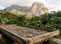 O café raro de Pedra Azul que nasce da seleção natural feita pelo jacu na serra capixaba