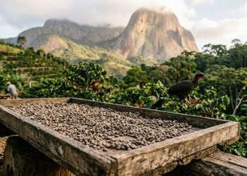 O café raro de Pedra Azul que nasce da seleção natural feita pelo jacu na serra capixaba