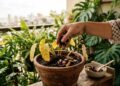 Antes de usar restos de cozinha nas plantas, tem um detalhe que quase ninguém observa