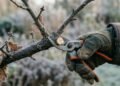 Os cuidados essenciais na poda de inverno que fazem toda diferença no crescimento das plantas